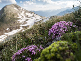 Alpenmansschild vor Punta Negra. Nähe Cadlimohütte