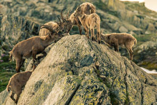 Steinböcke vor der Cadlimohütte