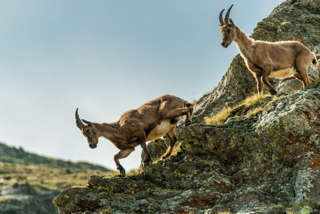 Steinböcke im Tessin bei der Cadlimohütte