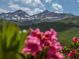 Val Piora mit Alpenrosen