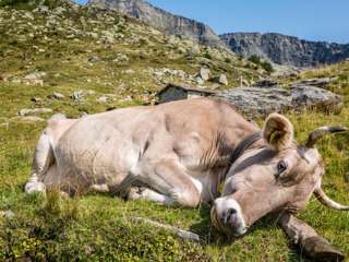 Kuh Cornelia an der Alm Cort do Sass