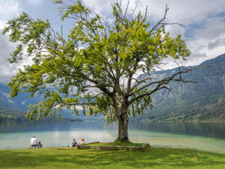 Bohinjsee