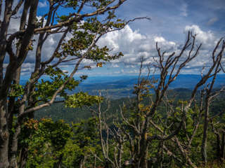 Krumme Bäume auf dem Javornik
