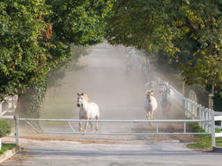 Lipizzanerherde im Galopp