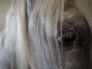 Lipizzanerhengst der Queen