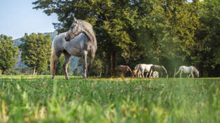 Lipizzaner auf der Weide