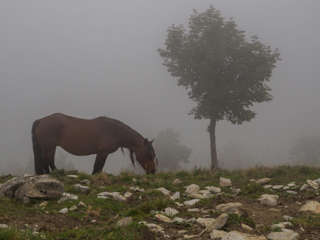 Pferd im Nebel 