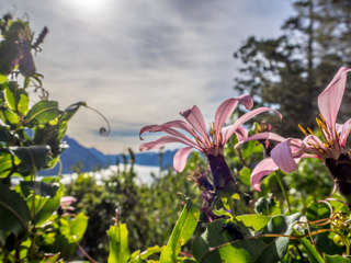 Blume am Cerro Llau Llau