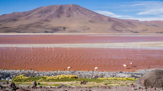 Laguna Colorada in Bolivien mit Flamingos