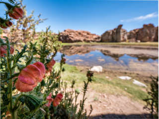 Laguna Negra mit Blümchen