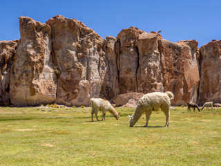 Alpakas an der Laguna Negra