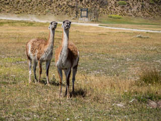 Guanakos beobachten uns neugierig
