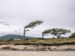 Bäume im Wind Feuerland