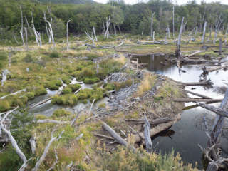 Biberdamm im Tierra del Fuego Nationalpark