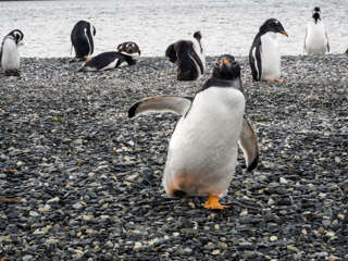 Pinguin auf der Isla Martillo