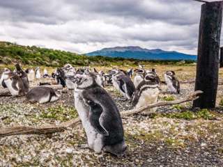 Babypinguin in Feuerland