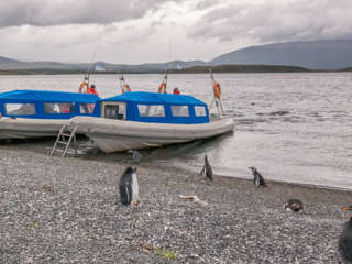 Boot zur Isla Martillo, Feuerland
