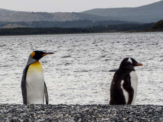 Königspinguin auf der Isla Martillo in Feuerland