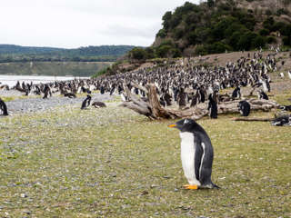 Pinguine auf der Isla Martillo
