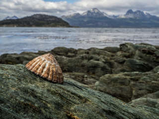 Muschel am Beagle Kanal