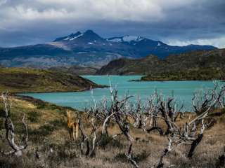 Guanako bei einer Tageswanderung im Torres del Paine Nationalpark