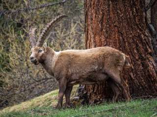 Steinbock bei Pontresina