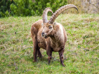 Steinbock im Regen...