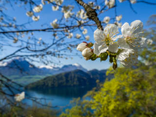 Baumblüte am Waldstätterweg Frühlingswanderungen Schweiz