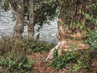 Baum mit Biberspuren an der Aare