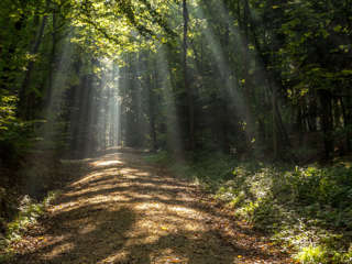 Sonnenstrahlen im Wald