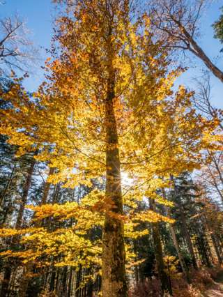 Buntes Herbstlaub am Le Sujet