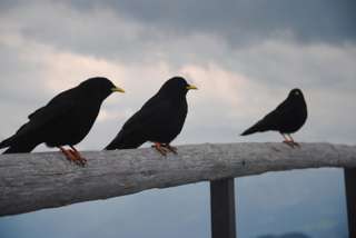 Pilatus-Tomlishorn-Dohlen