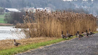 Gänse am Flachsee im Aargau