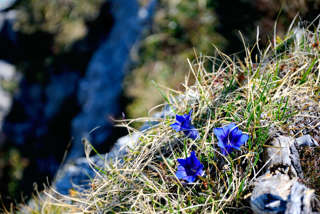 Enzian zwischen Heimgarten und Herzogstand