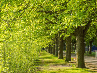 Kastanienallee Luzern