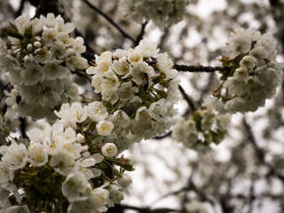 Kirschblüte Chriesiwäg