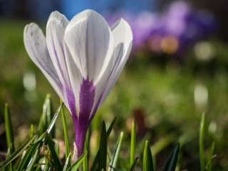 Krokusblüte im Ägerital