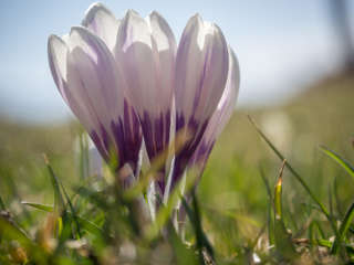 Krokusblüte am Rämisgummen im Emmental