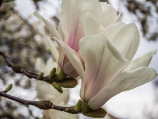 Mangolienblüte in Aarau