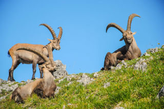 Die Steinbocktour: alle Infos zur beliebten Hüttentour im Allgäu