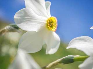 Narzissenwanderung bei Montreux