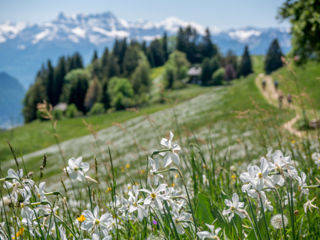 Narzissenwanderungen über Montreux