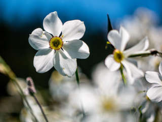 Narzissenwanderung bei Montreux