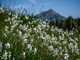 Narzissenwanderung bei Montreux