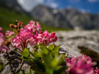 Alpenrosen