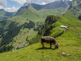 Walenpfad Alp Oberfeld