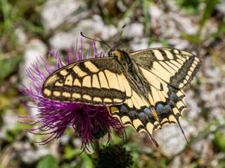 Schwalberschwanz Schmetterling