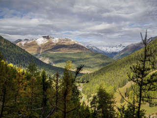 Wälder des Val Trupchun