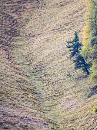 Hirsch im Val Trupchun