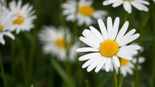 Margerite Fotoparade 2019